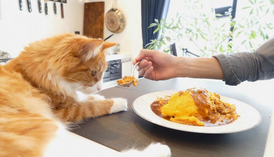 بهترین غذا برای گربه با مشکل ادراری