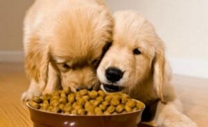 بهترین مولتی ویتامین ها برای سگ