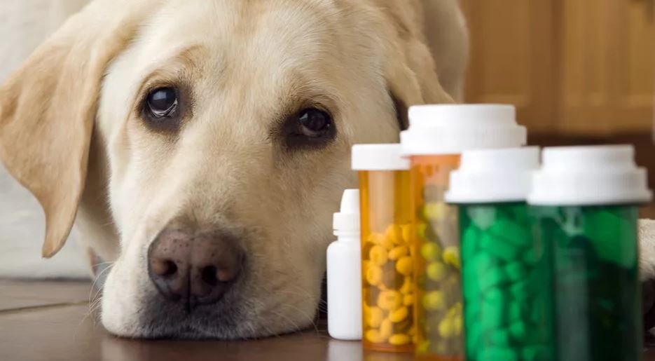 بهترین مولتی ویتامین ها برای سگ