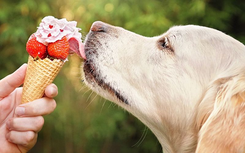 بهترین بستنی سگ