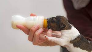 بهترین شیر خشک های سگ