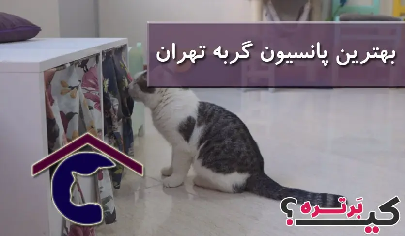 بهترین پانسیون گربه تهران-min