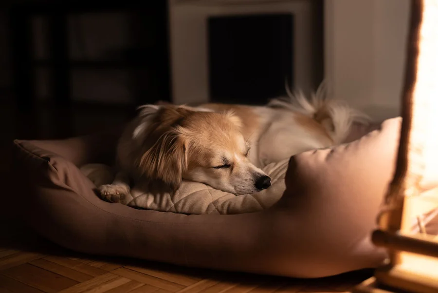 بهترین جای خواب سگ